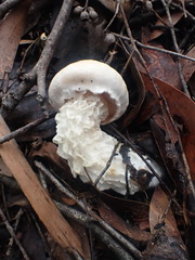 Austroboletus niveus