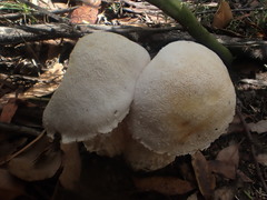Austroboletus niveus