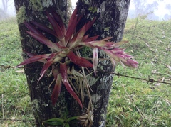 Tillandsia biflora