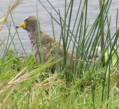 Vanellus senegallus lateralis