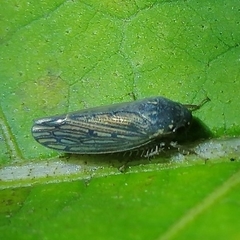Polana