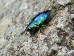 Chrysobothris sauteri