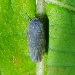 Polana