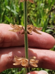 Salvia verbenaca