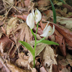 Cephalanthera subaphylla