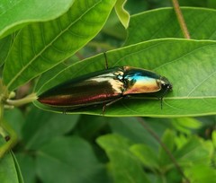 Campsosternus auratus
