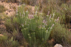 Paranomus bracteolaris