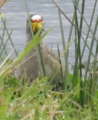 Vanellus senegallus lateralis