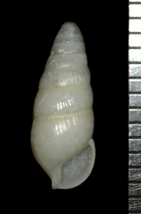 Leptachatina