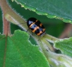 Cryptocephalus trifasciatus