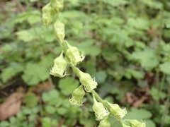 Tellima
