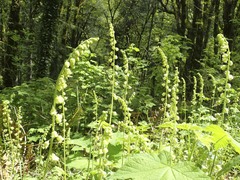Tellima