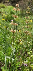 Salvia verbenaca