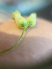 Polygonatum biflorum