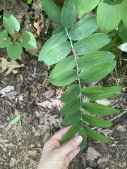 Polygonatum biflorum