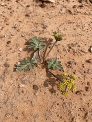 Cymopterus newberryi