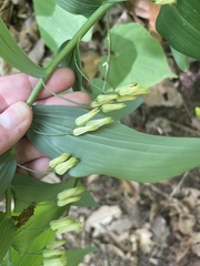 Polygonatum biflorum
