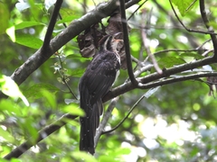 Dromococcyx phasianellus