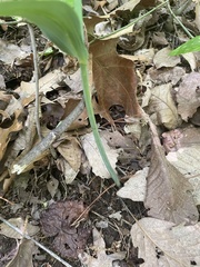 Polygonatum biflorum