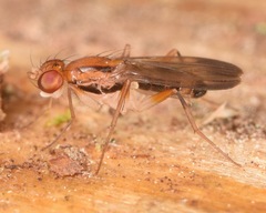 Clusia lateralis