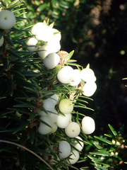 Leptecophylla robusta