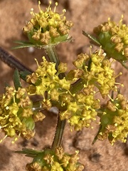 Cymopterus newberryi