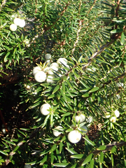 Leptecophylla robusta