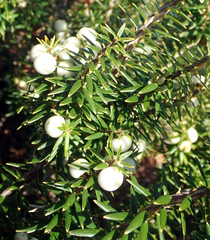 Leptecophylla robusta