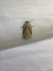 Archips grisea