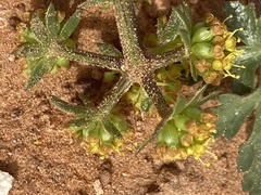 Cymopterus newberryi