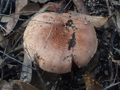 Tricholoma austrocolossus
