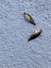 Sebastes semicinctus