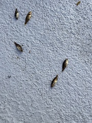 Sebastes semicinctus