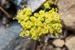 Lomatium observatorium