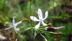 Prismatocarpus diffusus