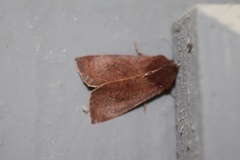 Orthosia transparens