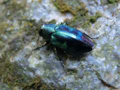 Chrysobothris sauteri