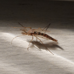 Chironomus crassicaudatus