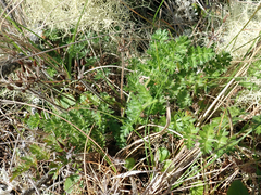 Chaerophyllum colensoi colensoi