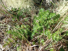 Chaerophyllum colensoi colensoi