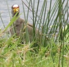 Vanellus senegallus lateralis