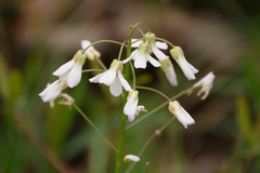 Lepidium sativum
