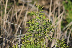 Comarostaphylis diversifolia diversifolia