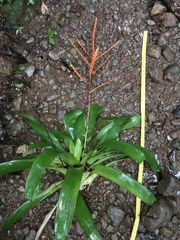 Vriesea rubra