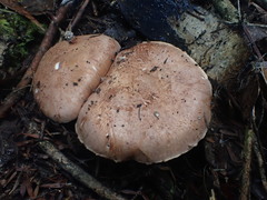 Tricholoma austrocolossus