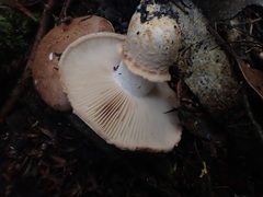 Tricholoma austrocolossus