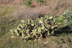 Opuntia semispinosa