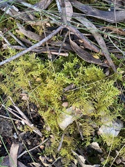Thuidiopsis