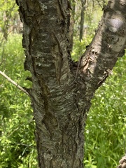 Prunus hortulana