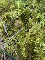 Thuidiopsis